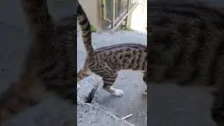 Котята в Стамбуле