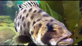Raising, Researching, and Releasing a Baby Giant Sea Bass