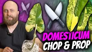 Let's Propagate My Variegated Philodendron domesticum | Investment Plants