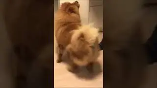 Chow Chow Pirouette