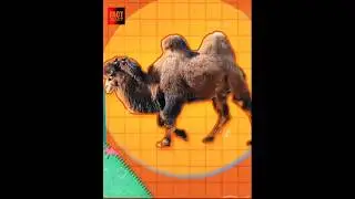 Camels के इस hump में क्या होता है |😲😲| 