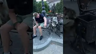 Маламут Балі і Ляля красунчики