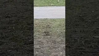 Дрозд-рябинник