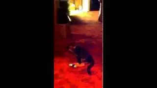 Cat with a toy