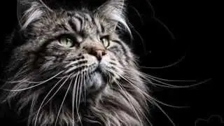 Workshop dierenfotografie