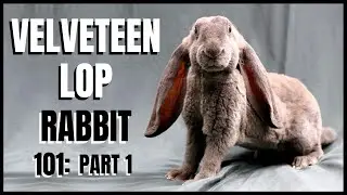 Velveteen Lop Rabbit 101: Part 1