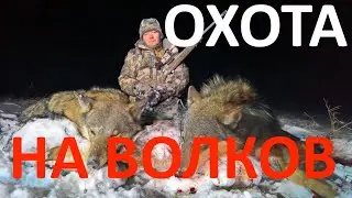 Охота на волка на приваде в Беларуси (Орcис 300WSM, IWT MK2)