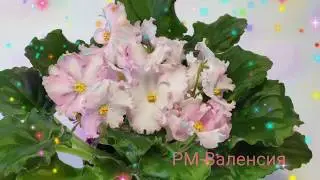 РМ-Валенсия.РМ-Королевские Кружева.РМ-Очей Очарование.РМ-Фаворитка.РМ-Фелисити