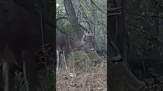 A Buck Finds My Trail Camera