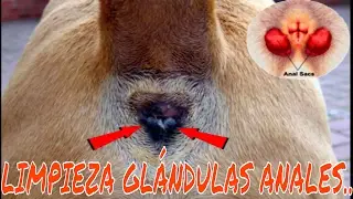 LIMPIEZA DE GLÁNDULAS  ANALES  EN PERROS