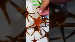 Морская звезда сдвоенная в "Калипсо Аква"