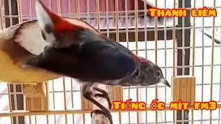 Tiếng chim ốc mít dùng để đánh không tạp âm