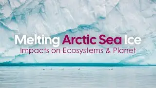 Melting Arctic Sea Ice: Impacts on Ecosystems & Planet