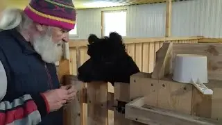 подпиливаем зубы альпаку и стрижем копыта.