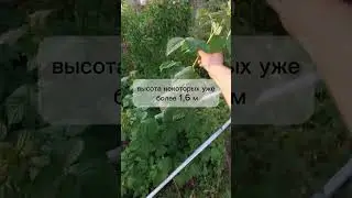 Прищипка ремонтантной малины 😊 #малина #ремонтантнаямалина #ранняямалина #малинавиюне #дача #огород