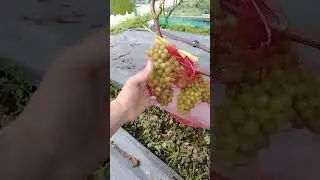 Мильдию атакует виноградник 19.08.2025 обработка пергадо зокс. 