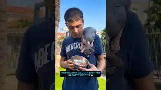 Ares soddisfatto🥰 ig: andrea_pappa #sphynx #cat #cats #sphynxcat #hairlesscat #sphynxlair #kitten