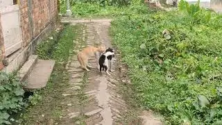 fighting cat