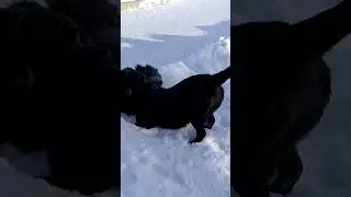 Лабрадор и немецкая овчарка