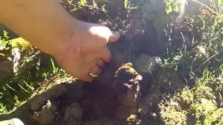Pisolithus arrhizus – Dead Man's Foot Spore Release (California)