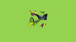 Butterfly Animation Green Screen Video | Butterfly 3D Animation Green Background Loop