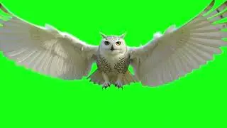 Snow Owl Green Screen