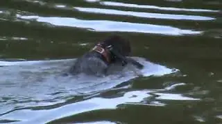 Jingle Water Retrieve (Sept. 5, 2022)