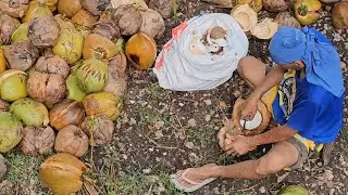 ANOTHER TIME OF HARVESTING COCONUTS FOR MAKING COPRA | THANKS TO THE HARDWORKING MAN | Rey Naldz