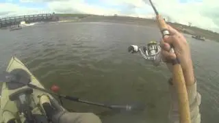 White Bass