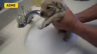 Помывка