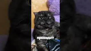 Что будет если кот ударит в самолет