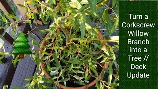 Turn a Curly Willow Cutting into a Tree 🌲