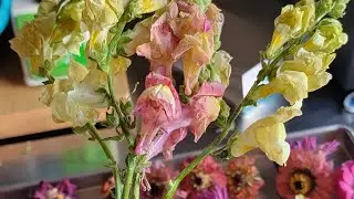 Drying Flowers with our new Freeze Dryer! (Snapdragons, Zinnias, Cosmos)