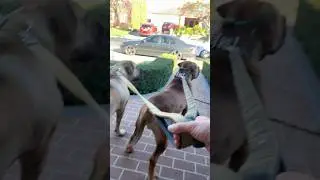 My Boerboel’s Don’t Believe Me ! #trending #shortvideo #boerboel