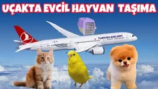 EVCİL HAYVAN İLE YURT DIŞI SEYEHATİ , Kuş , Köpek ve Kedi #fly #hayvantaşıma #uçaktakuş