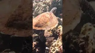 Sea turtle encounter in Anilao, Batangas, Phlippines #shorts