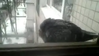 кот первый раз видит голубя (cat sees pigeon for the first time)
