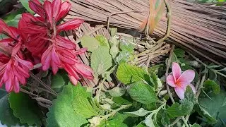 Herbs From The Homestead Garden!