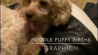 Poodle Puppies being Born 11/13/2022 - Graphic