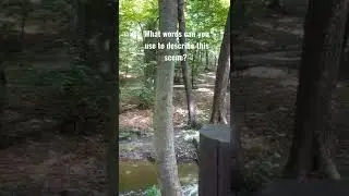 Practice your English & describe this scene #americanenglish #forest #stream #nature #adjectives