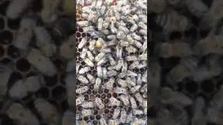 تلقيح ملكة والدليل هو آخر عضو ذكري يعلق بمؤخرتها مع تسرب الفائض من السائل المنوي