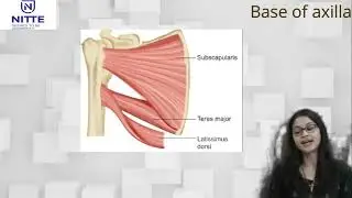 Lecture video on axilla