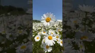 Господи Иисусе Христе, Богородицею помилуй мя грешнаго/ -ую!