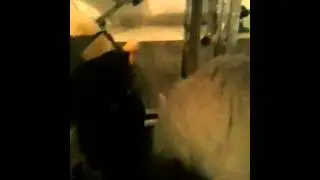 Кошка Софи и пуговицы