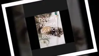Почему кошки боятся воды?