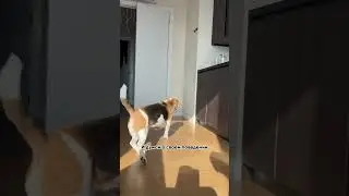 Трюк выполнен профессионалом!