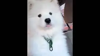 funny dog