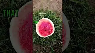 Can Chickens Eat Watermelon?  #chicken #animals