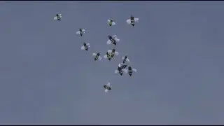 WannaBees
