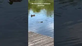 Кусочек природы в городе. В восторге взрослые и дети #животныепрекрасны #утенок #восторг #природа
